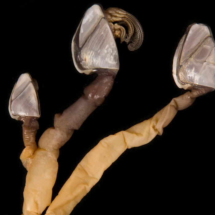 Lepas anatifera / Goose Barnacle, preserved collection specimen. Photographer: David Staples, Source: Museums Victoria.