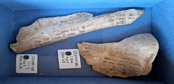 Chinese Oracle Bones from the Zhang Dynasty