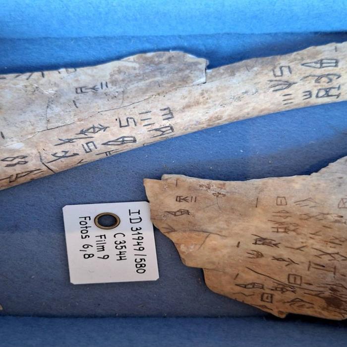 Chinese Oracle Bones from the Zhang Dynasty