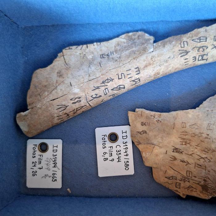 Chinese Oracle Bones from the Zhang Dynasty