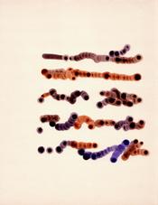 Libro (ambas manos), 1974