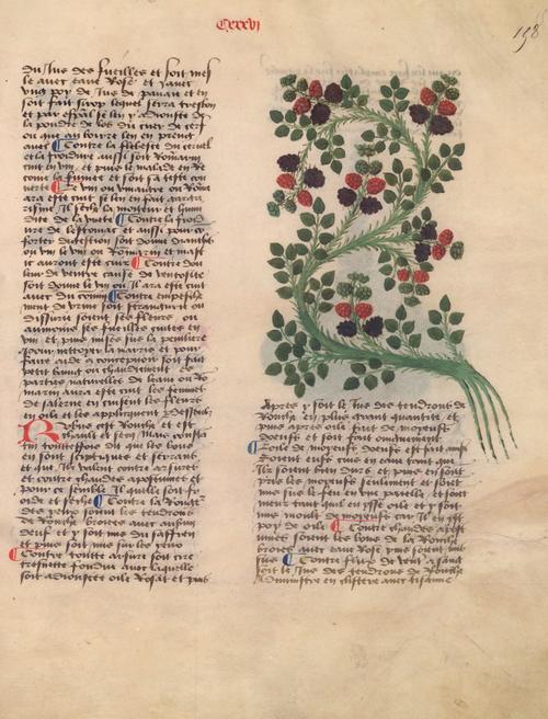 Livre des simples médecines, Bibliothèque nationale de France, Ms. Fr. 623, folio 323.